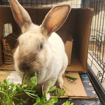 Rescue Himalayan Rabbits for Adoption in Cathlamet, Washington - Katie | PetCurious