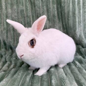 Rescue Bunny Rabbit Rabbits for Adoption in Camarillo, California - WINSTON | PetCurious