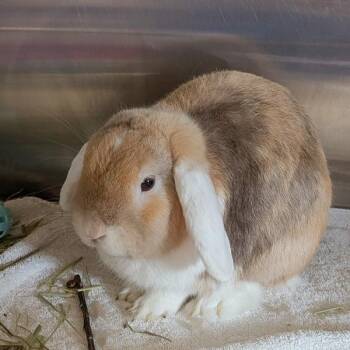 Harris -  Holland Lop Rabbit for Adoption in Des Moines, Iowa - Harris | PetCurious