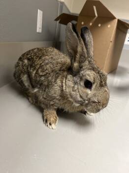 Rescue Bunny Rabbit Rabbits for Adoption in Las Vegas, Nevada - SHY | PetCurious
