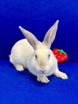 Rescue Bunny Rabbit Rabbits for Adoption in Santa Cruz, California - CUPCAKE | PetCurious