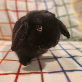 Rescue Mini Lop Rabbits for Adoption in Seymour, Connecticut - Andre | PetCurious