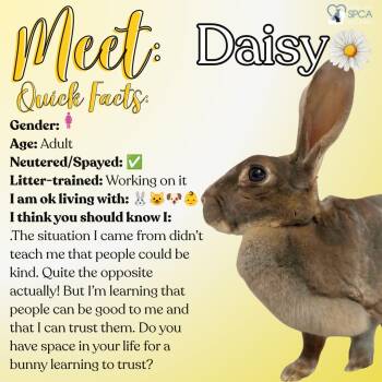 Daisy -  Bunny Rabbit Rabbit for Adoption in Fulton, New York - Daisy | PetCurious