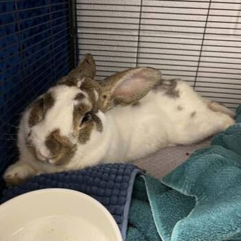 Flemish Giant Rabbits Available for Adoption in Hampton Bays, New York - Ernest | PetCurious