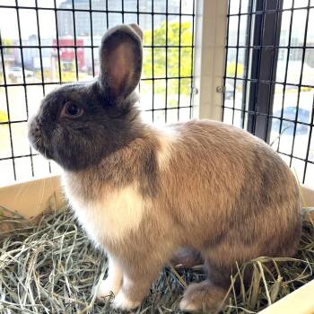Bunny Rabbit Rabbits Available for Adoption - Cinamon Bunz | PetCurious