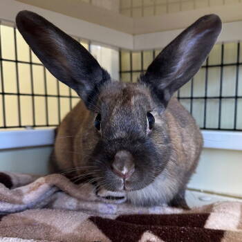 Rescue Bunny Rabbit Rabbits for Adoption in Burlingame, California - Gingersnap | PetCurious