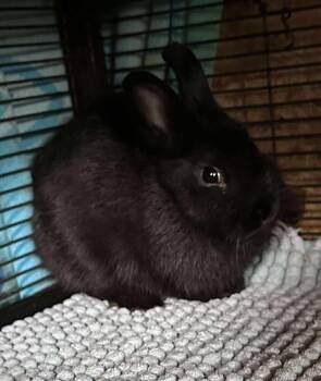 Rescue Dwarf Rabbits for Adoption in Dallas, Pennsylvania - Jet | PetCurious
