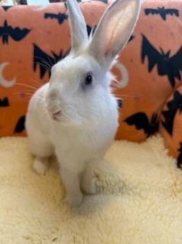Rescue Lionhead Rabbits for Adoption in Folsom, California - Suzie | PetCurious