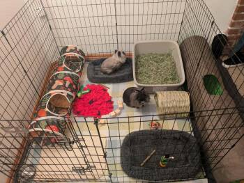 Lionhead Rabbits Available for Adoption - Roscoe & Perry | PetCurious