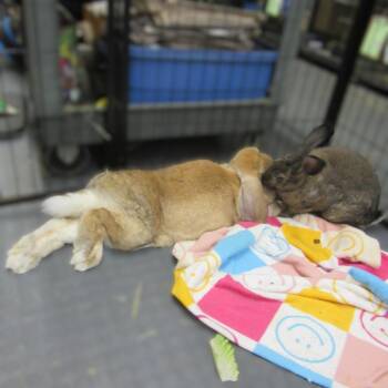 Opus -  French Lop Rabbit for Adoption in Wilmington, Delaware - Opus | PetCurious