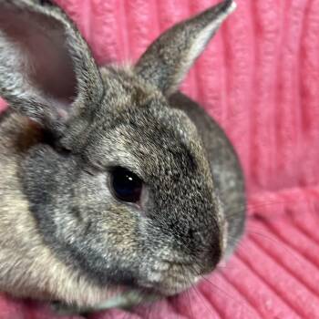 Netherland Dwarf Rabbits Available for Adoption - Meatball | PetCurious