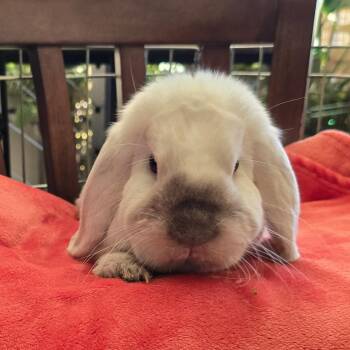 Rescue Holland Lop Rabbits for Adoption in Los Angeles, California - Maki | PetCurious