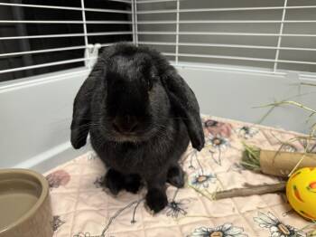 Salem -  Lop Eared Rabbit for Adoption in Westford, Massachusetts - Salem | PetCurious