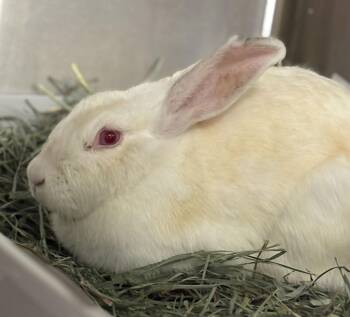 American Rabbits Available for Adoption - Ophelia | PetCurious