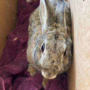 Deery-Lou -  Bunny Rabbit Rabbit for Adoption in Richmond, California - Deery-Lou | PetCurious