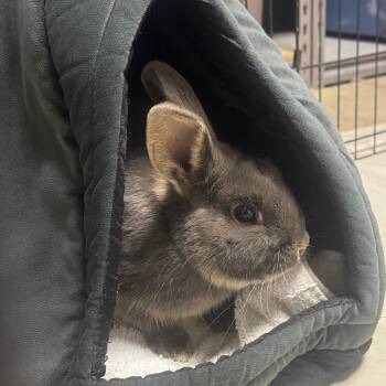 Rex Rabbits Available for Adoption in Napa, California - Hammy | PetCurious