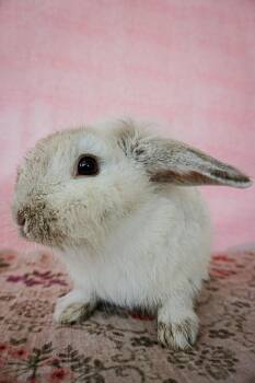 Roger -  Lop Eared and Bunny Rabbit Rabbit for Adoption in Long Beach, California - Roger | PetCurious
