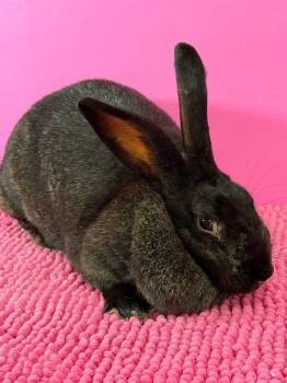Dr Fluffnerbunny -  New Zealand Rabbit for Adoption in Saint Charles, Missouri - Dr Fluffnerbunny | PetCurious