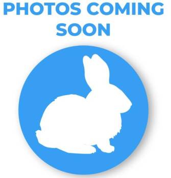 Rescue American Rabbits for Adoption in Encinitas, California - Cackalacky | PetCurious