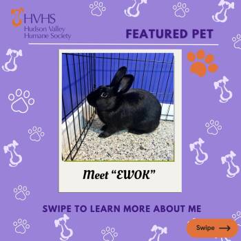 Bunny Rabbit Rabbits Available for Adoption in Pomona, New York - EWOK | PetCurious