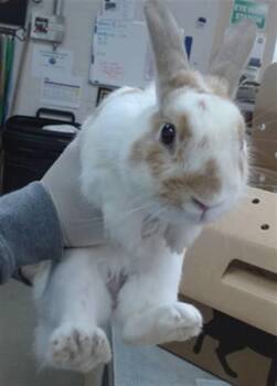 HOPS -  Bunny Rabbit Rabbit for Adoption in Salinas, California - HOPS | PetCurious