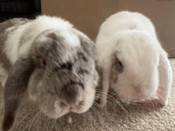 Cookies & Cream -  Lop Eared Rabbit Available for Adoption in Gig Harbor, Washington - Cookies & Cream | PetCurious