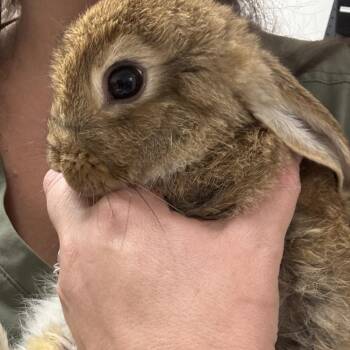 Cloud -  American Rabbit for Adoption in Freeport, Florida - Cloud | PetCurious