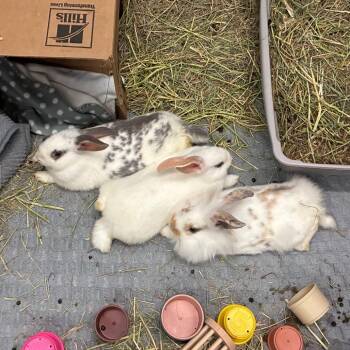 Amelia Bedelia -  Lionhead and Mini Lop Rabbit for Adoption in Providence, Rhode Island - Amelia Bedelia | PetCurious