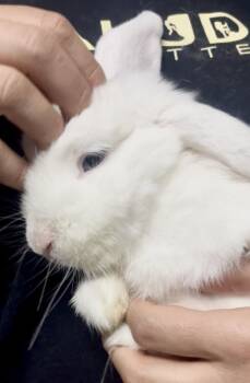 Juniper -  Bunny Rabbit Rabbit for Adoption in Laurens, South Carolina - Juniper | PetCurious