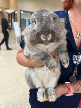 PEPPER -  Bunny Rabbit Rabbit for Adoption in Clyde, North Carolina - PEPPER | PetCurious