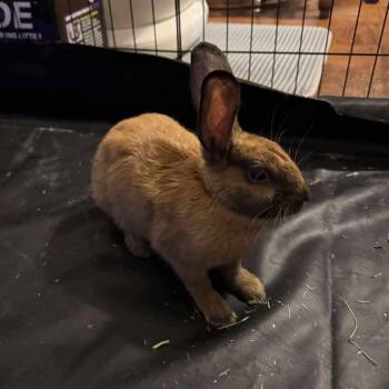 Rescue New Zealand and Cinnamon Rabbits for Adoption in Paradis, Louisiana - Roux | PetCurious