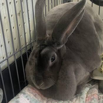 Luna -  Mini Rex Rabbit for Adoption in Waldorf, Maryland - Luna | PetCurious