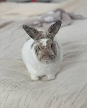 Rescue English Spot Rabbits for Adoption in New City, New York - Marshmallow | PetCurious