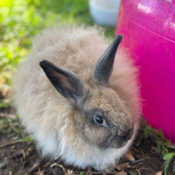 Clara -  American Rabbit for Adoption in Honolulu, Hawaii - Clara | PetCurious
