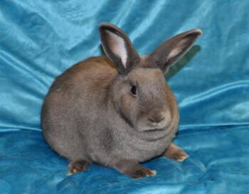 Florida White and American Rabbits Available for Adoption in Chesterfield, Missouri - Dean And Darrell | PetCurious