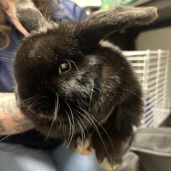 American Rabbits Available for Adoption in Harrisonburg, Virginia - 70541 | PetCurious