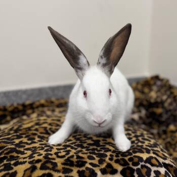 Farley -  American Rabbit for Adoption in New Rochelle, New York - Farley | PetCurious