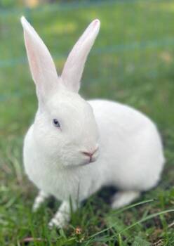 New Zealand Rabbits Available for Adoption in Lakeville, Minnesota - Spritz | PetCurious