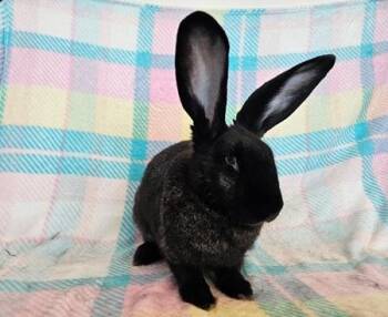 Rescue Flemish Giant Rabbits for Adoption in Folsom, California - Peony | PetCurious