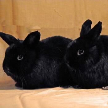 Rescue Bunny Rabbit Rabbits for Adoption in Erie, Colorado - Cedar Bonded With Chestnut | PetCurious