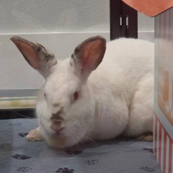 Blanche -  Californian and New Zealand Rabbit for Adoption in Miami, Florida - Blanche | PetCurious
