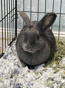 Silver Fox Rabbits Available for Adoption in Fall River, Massachusetts - Flan | PetCurious