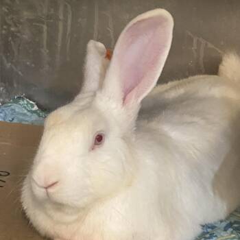 Arthur 2 -  New Zealand Rabbit for Adoption in Winston-salem, North Carolina - Arthur 2 | PetCurious