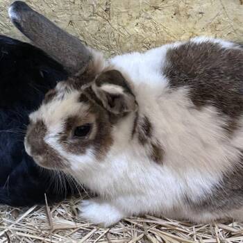 Sriracha -  New Zealand and American Rabbit for Adoption in Nampa, Idaho - Sriracha | PetCurious