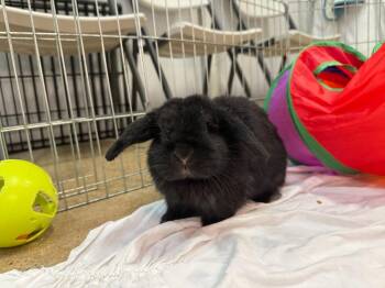 American Rabbits Available for Adoption - Rainbow 1 | PetCurious