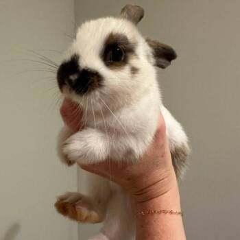 Waffles -  English Spot Rabbit for Adoption in Charlotte, North Carolina - Waffles | PetCurious