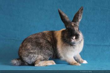 Rescue Harlequin Rabbits for Adoption in Santa Cruz, California - Mistletoe | PetCurious