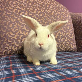 Ranger -  Bunny Rabbit Rabbit for Adoption in Gansevoort, New York - Ranger | PetCurious