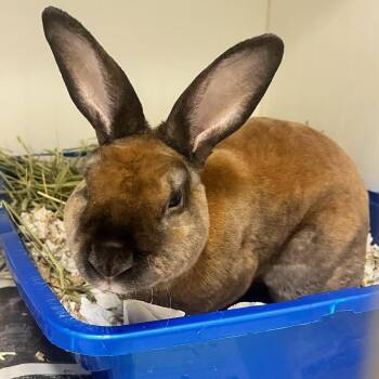 Mini Rex Rabbits Available for Adoption - Earl Grey (ID 50839/1005) | PetCurious