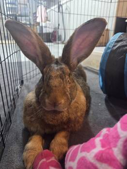 Momo -  Flemish Giant Rabbit for Adoption in Westford, Massachusetts - Momo | PetCurious